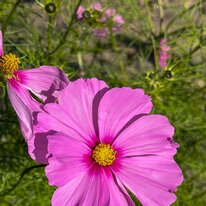 Beverely, Coronation Gardens