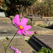 Beverely, Coronation Gardens