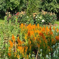 Scampston Hall & Walled Gardens