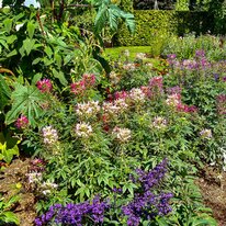Scampston Hall & Walled Gardens
