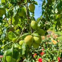 Scampston Hall & Walled Gardens