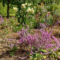 Scampston Hall & Walled Gardens
