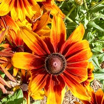 Scampston Hall & Walled Gardens