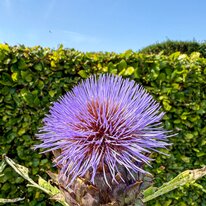Scampston Hall & Walled Gardens