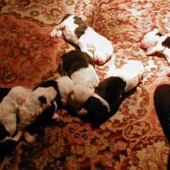Jade litter snooze