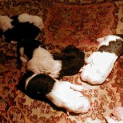 Jade litter snooze2