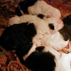 Jade litter