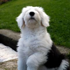 Boris