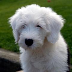 Boris1