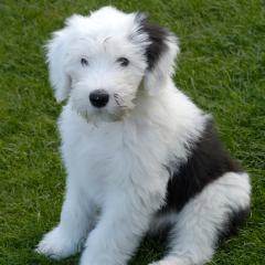 Merlin