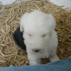 Boris