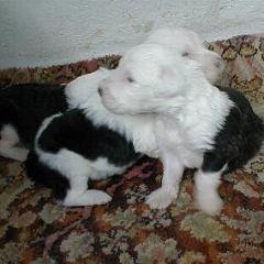 Jade babies new