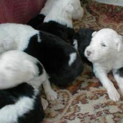 Jade babies new2