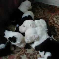 Jade babies new3