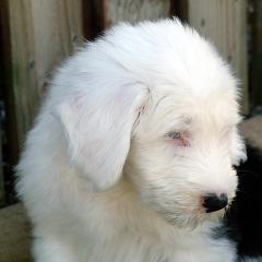 Boris4