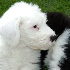 Boris1