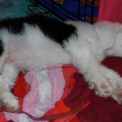 Boris2
