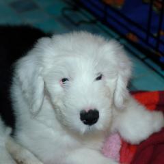 Boris3