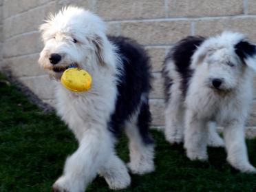 Dogs